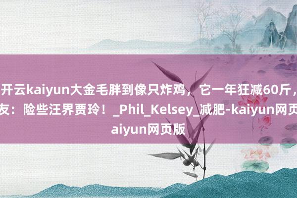 开云kaiyun大金毛胖到像只炸鸡，它一年狂减60斤，网友：险些汪界贾玲！_Phil_Kelsey_减肥-kaiyun网页版